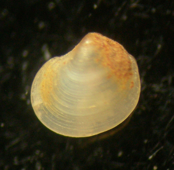 bivalve 2 ???